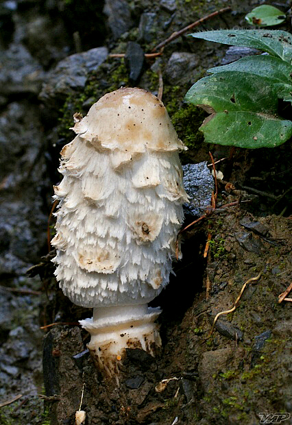 hnojník obyčajný Coprinus comatus (O.F. Müll.) Pers.