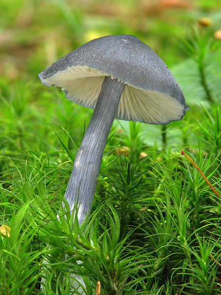 hodvábnica lesklá Entocybe nitida (Quél.) T.J. Baroni, Largent & V. Hofst.