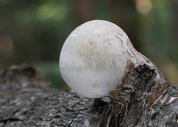 brezovník obyčajný Fomitopsis betulina (Bull.) B.K. Cui, M.L. Han & Y.C. Dai