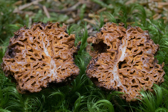 strapatec smrčkovitý Gautieria morchelliformis Vittad.