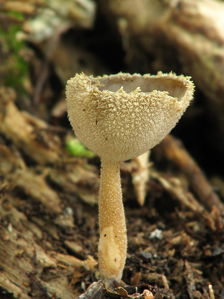 chriapač brvitý Helvella macropus (Pers.) P. Karst.