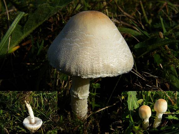 bedlička tanečnicovitá? Lepiota oreadiformis?