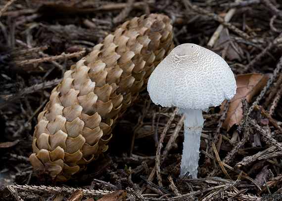 bedlička Lepiota sp.