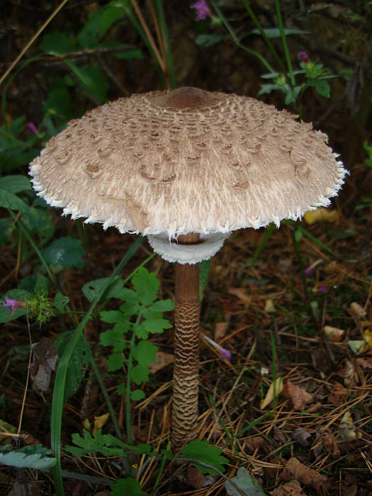 bedľa vysoká Macrolepiota procera (Scop.) Singer