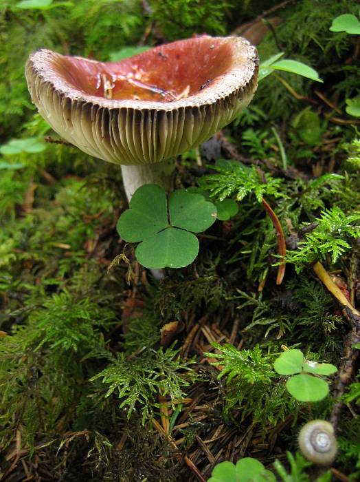 plávka Russula sp.