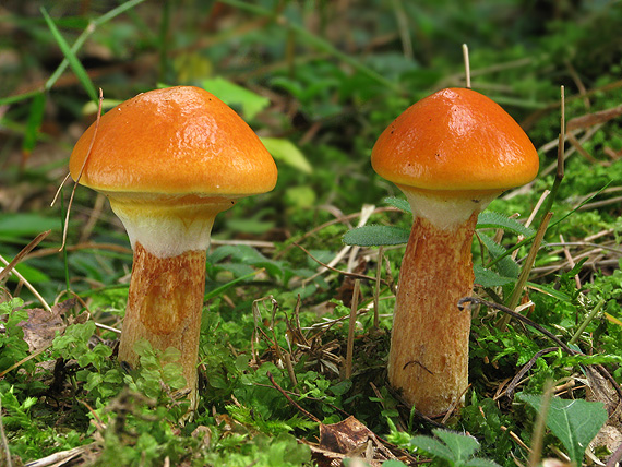 masliak smrekovcový Suillus grevillei (Klotzsch) Singer