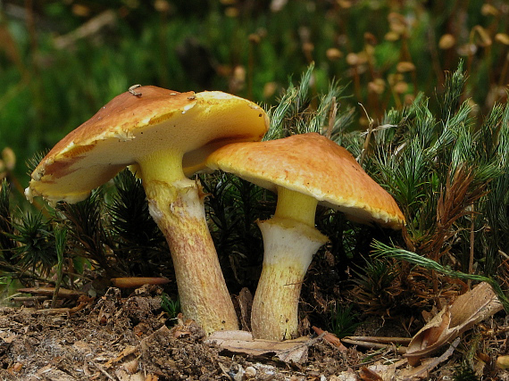 masliak smrekovcový Suillus grevillei (Klotzsch) Singer