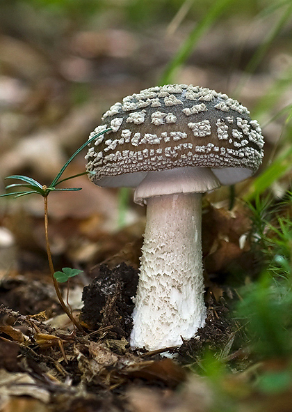 muchotrávka hrubá Amanita excelsa (Fr.) Bertill.