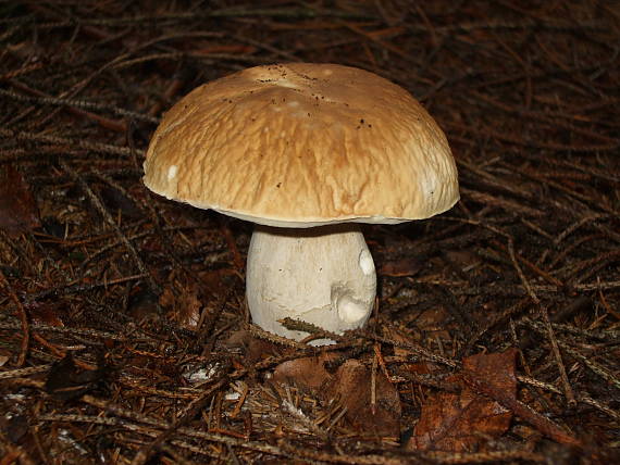 hríb jamkatý? Boletus depilatus? Redeuilh