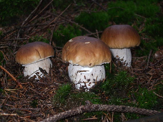 hríb smrekový Boletus edulis Bull.