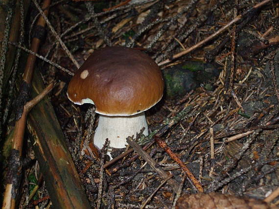 hríb smrekový Boletus edulis Bull.