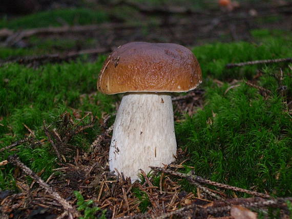 hríb smrekový Boletus edulis Bull.