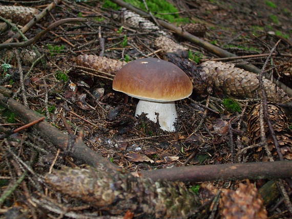 hríb smrekový Boletus edulis Bull.