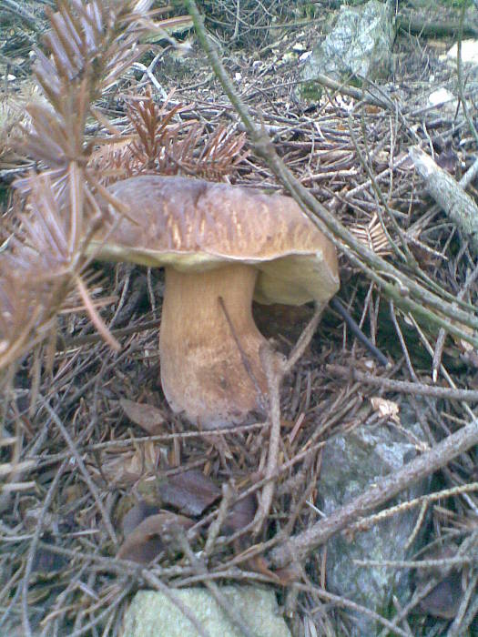 hríb smrekový Boletus edulis Bull.