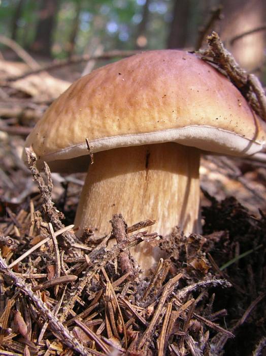 hríb smrekový Boletus edulis Bull.