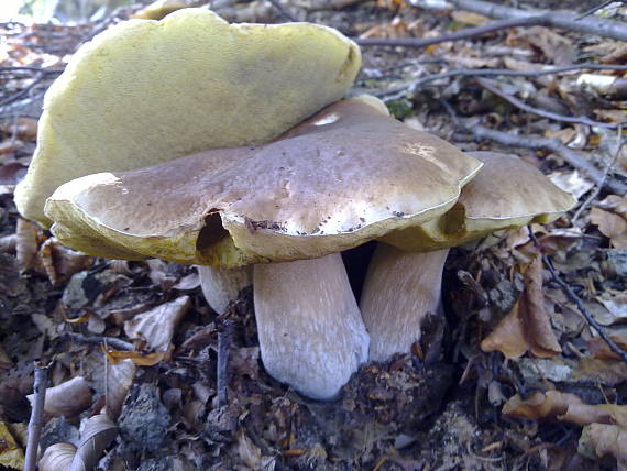 hríb smrekový Boletus edulis Bull.