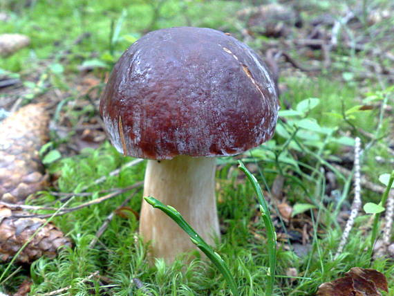 hríb sosnový Boletus pinophilus Pil. et Dermek in Pil.