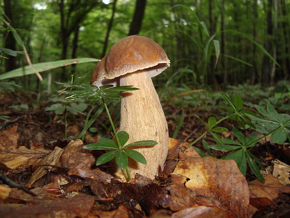 hríb dubový Boletus reticulatus Schaeff.