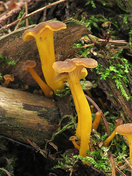 kuriatko žltohnedé Cantharellus lutescens Fr.