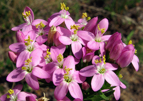 zemežlč menšia Centaurium erythraea Rafn