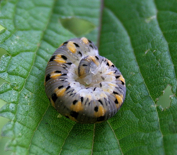 cimbicidae - Zaraea fasciata Cimbicidae - Zaraea fasciata