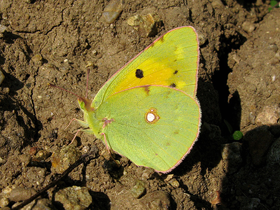 žltáčik vičencový - samica Colias crocea Fourcroy, 1785