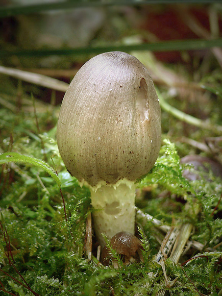 hnojník Coprinus sp.