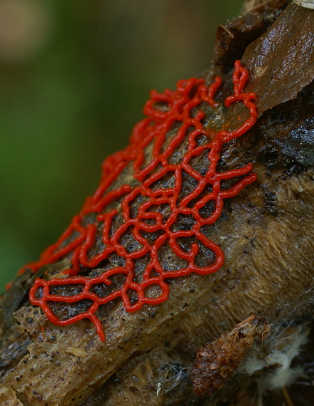 slizovka Hemitrichia serpula ? (Scop.) Rostaf.