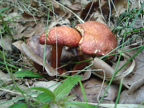 suchohríb karmínový Hortiboletus rubellus (Krombh.) Simonini, Vizzini & Gelardi