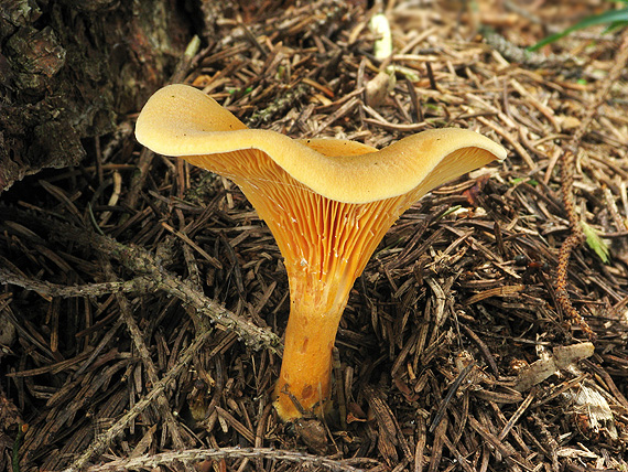 líška oranžová Hygrophoropsis aurantiaca (Wulfen) Maire