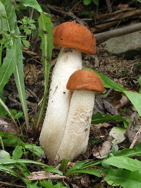 kozák osikový Leccinum albostipitatum den Bakker & Noordel.