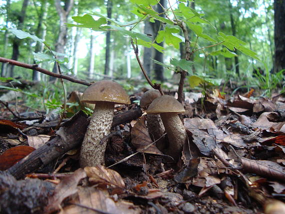 kozák hrabový Leccinum pseudoscabrum (Kallenb.) Šutara