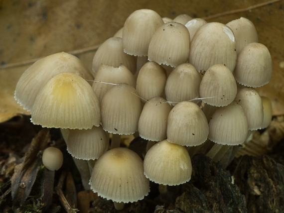 prilbička   Mycena sp.