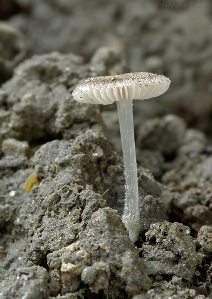 štítovka huňatá Pluteus hispidulus (Fr.) Gillet