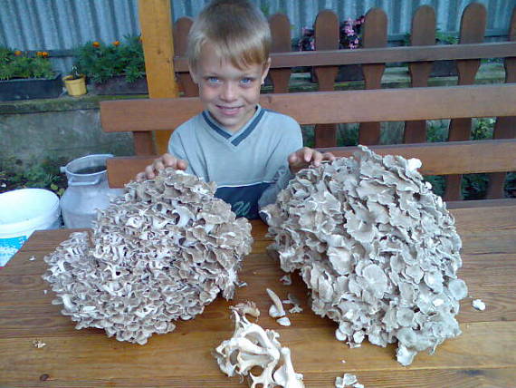 trúdnik klobúčkatý Polyporus umbellatus (Pers.) ex Fr.