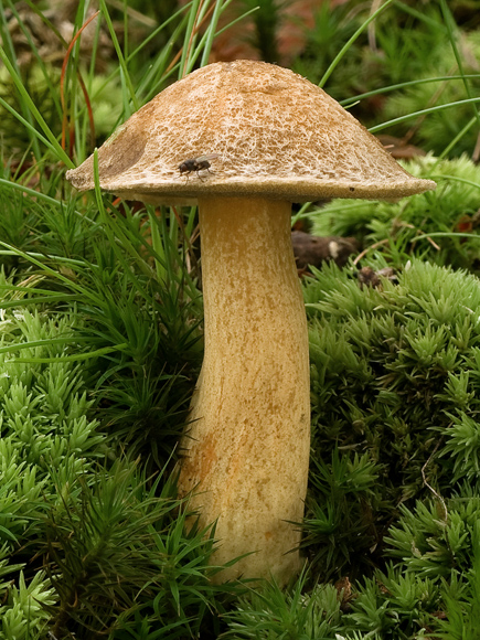 masliak strakatý Suillus variegatus (Sw.) Kuntze