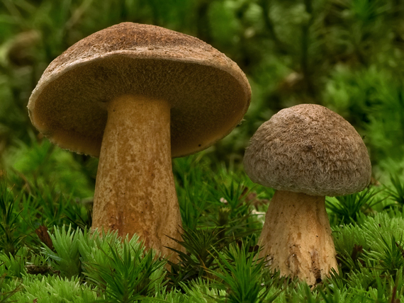 masliak strakatý Suillus variegatus (Sw.) Kuntze