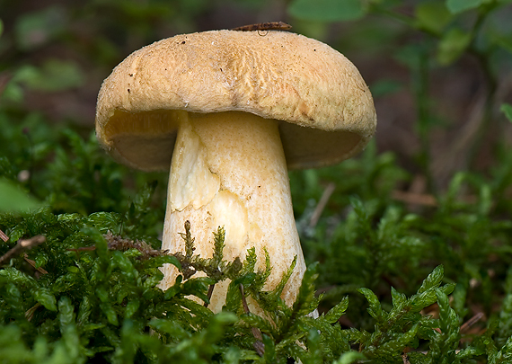 masliak strakatý Suillus variegatus (Sw.) Kuntze