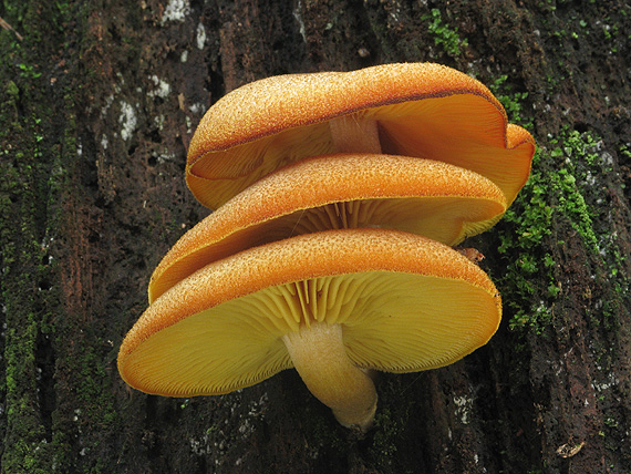 čírovec ozdobný Tricholomopsis decora (Fr.) Singer