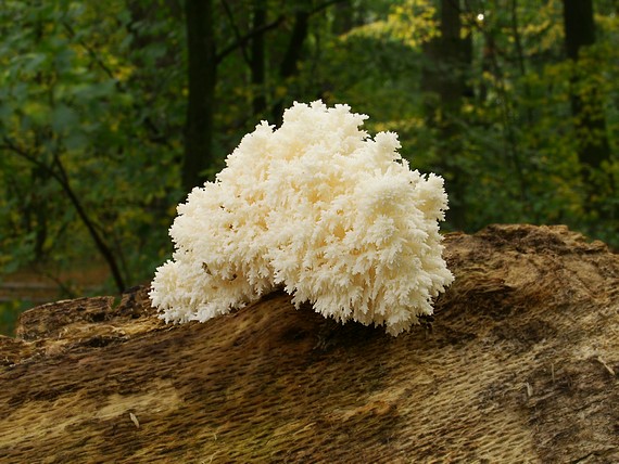 koralovec bukový  Hericium clathroides