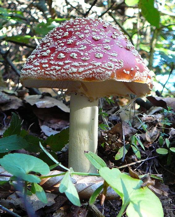 muchotrávka červená Amanita muscaria (L.) Lam.