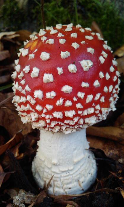 muchotrávka červená Amanita muscaria (L.) Lam.