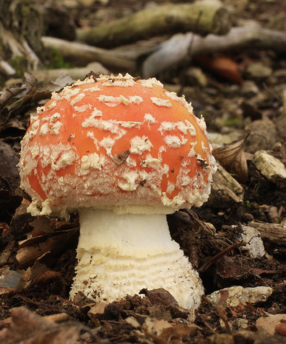 muchotrávka červená Amanita muscaria (L.) Lam.