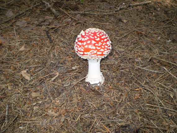 muchotrávka červená Amanita muscaria (L.) Lam.