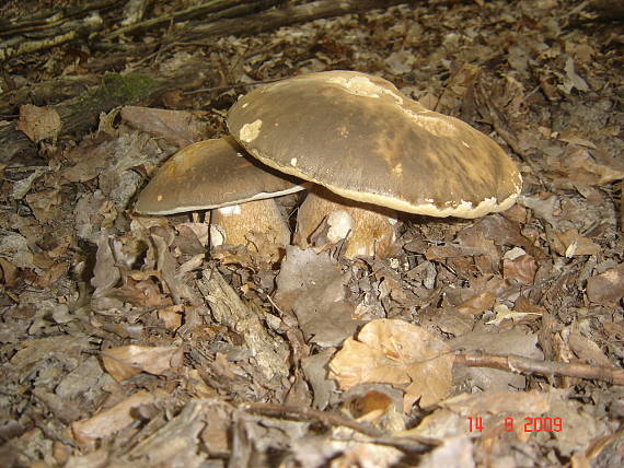 hríb bronzový Boletus aereus Bull. ex Fr.