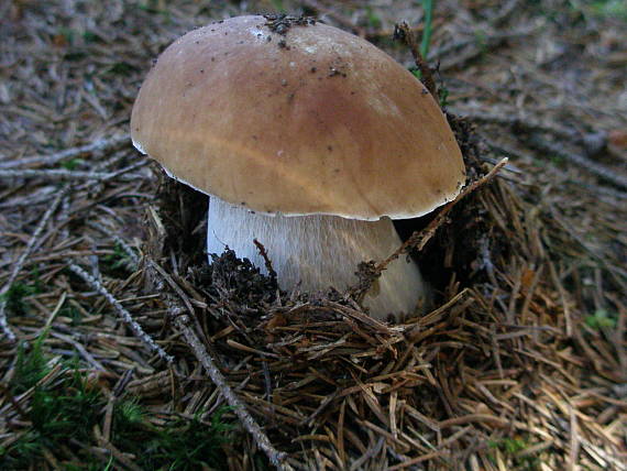 hrib smrekovy Boletus edulis Bull.