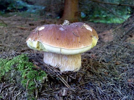 hríb smrekový Boletus edulis Bull.