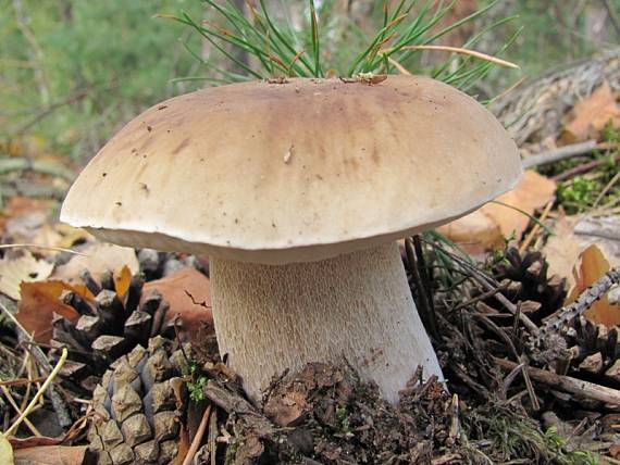 hríb smrekový Boletus edulis Bull.