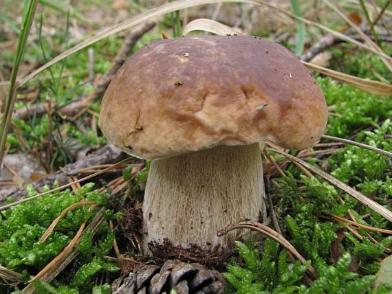 hríb smrekový Boletus edulis Bull.