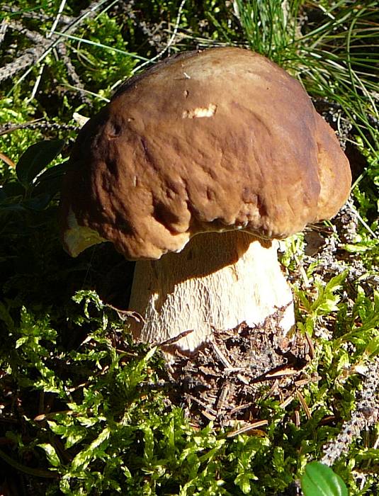 hríb smrekový Boletus edulis Bull.